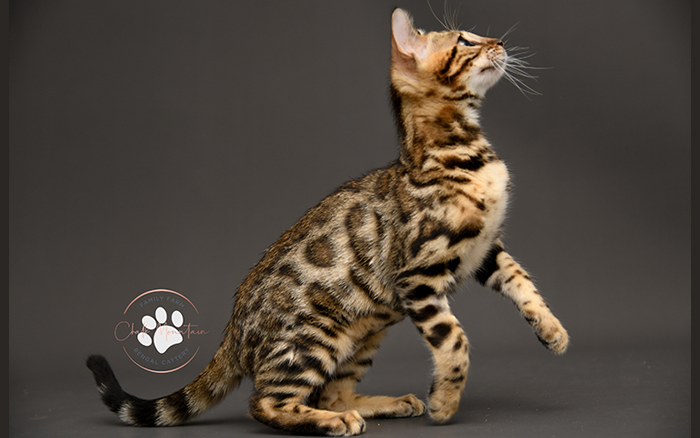 Bengal kitten for sale